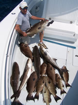 boats limit of big scamp grouper